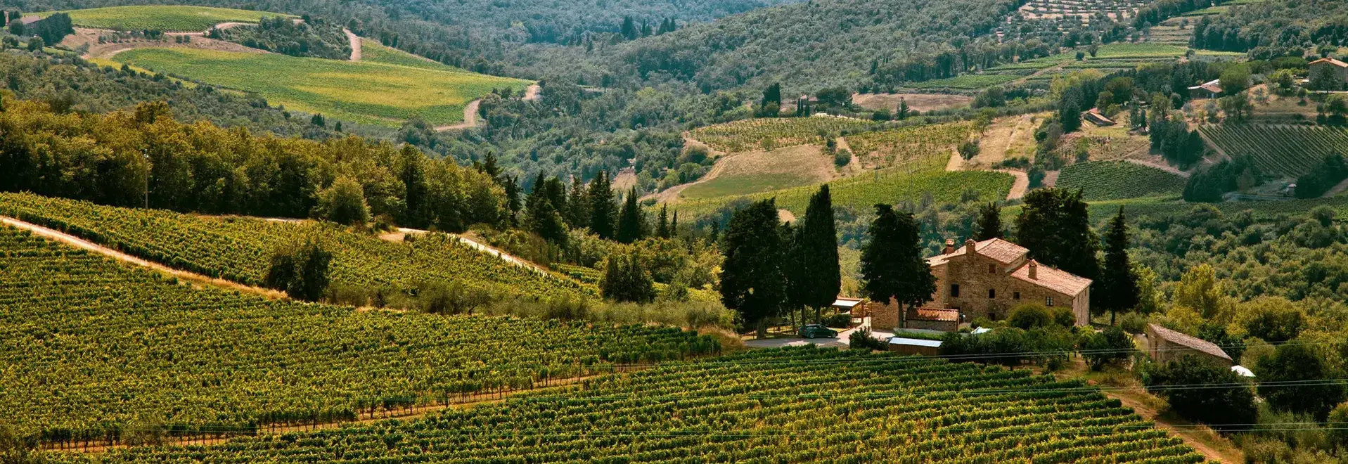 Vineyard